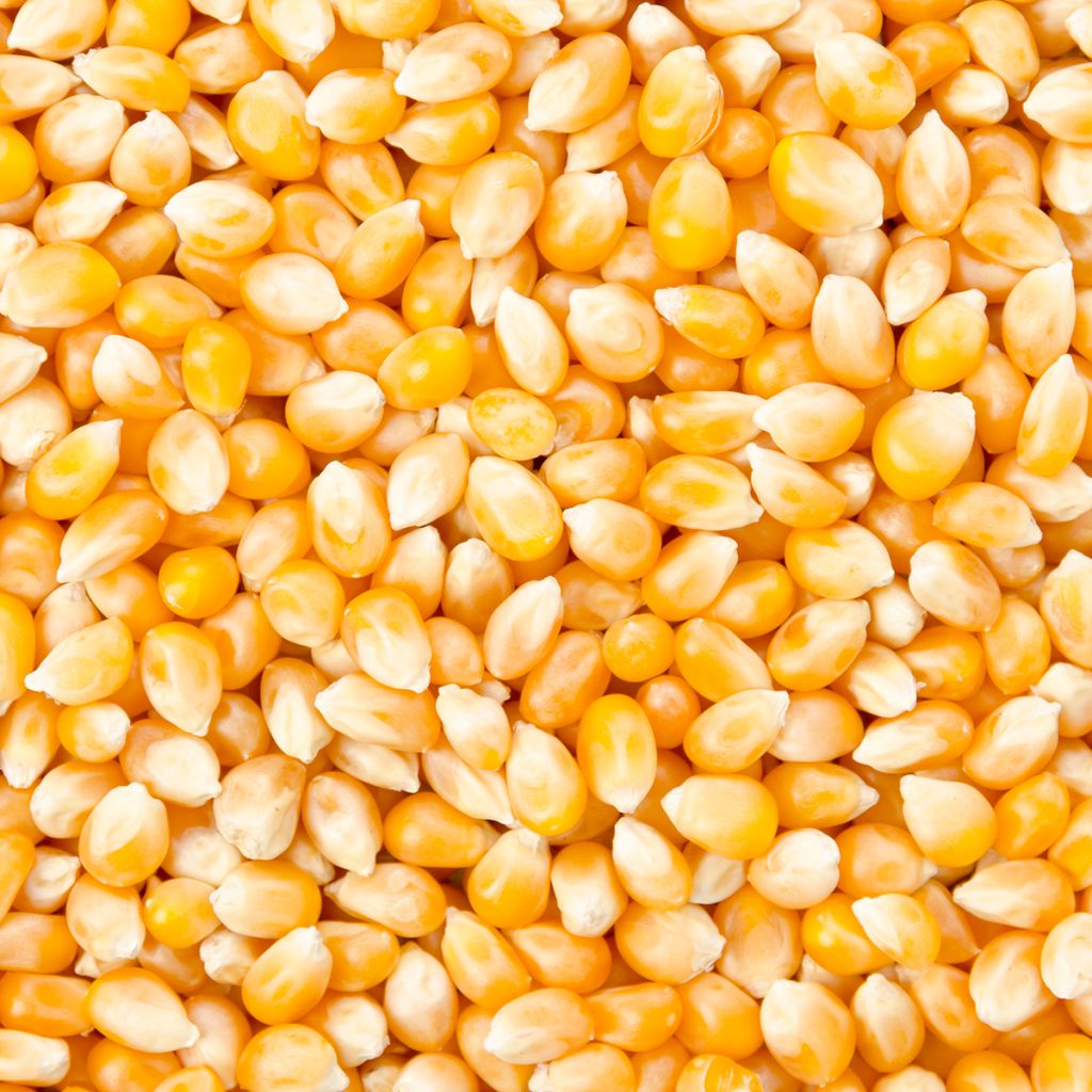 Maïs pour popcorn Plomyk