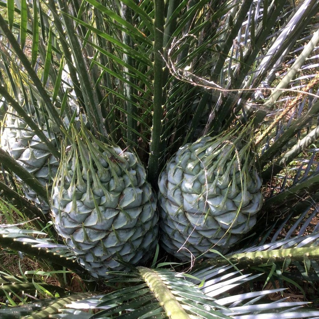 Macrozamia communis