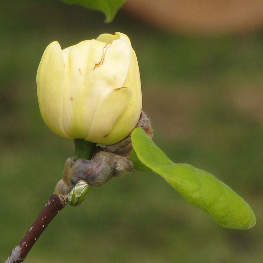 Magnolia Honey Tulip