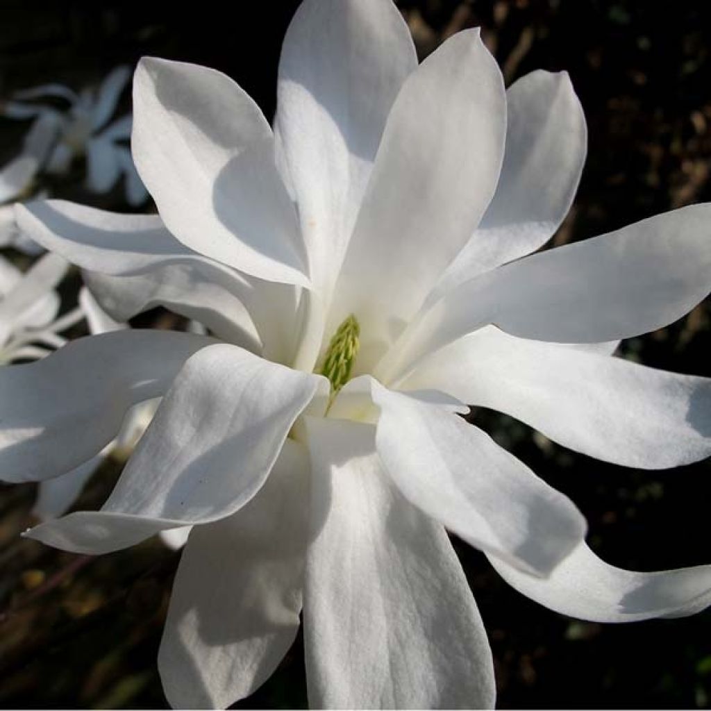 Magnolia stellata - Magnolia étoilé