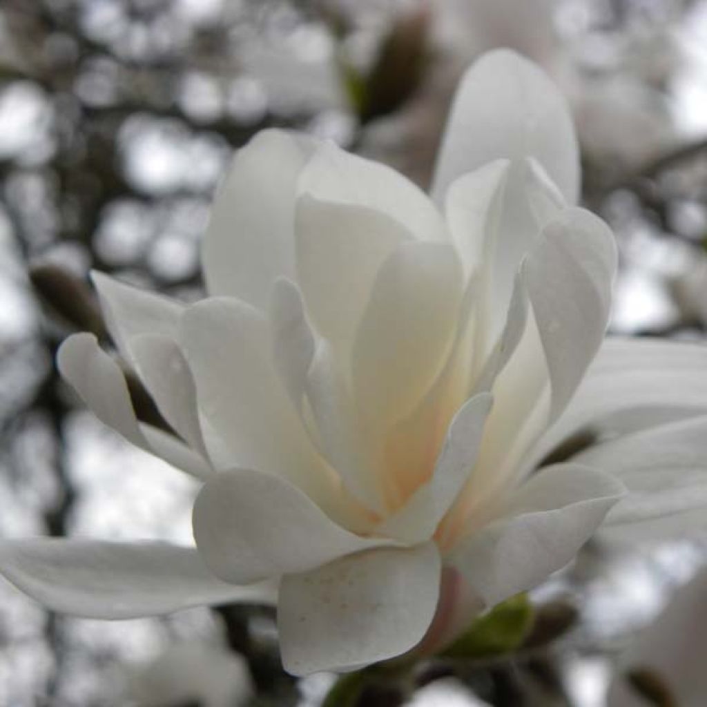Magnolia stellata - Magnolia étoilé
