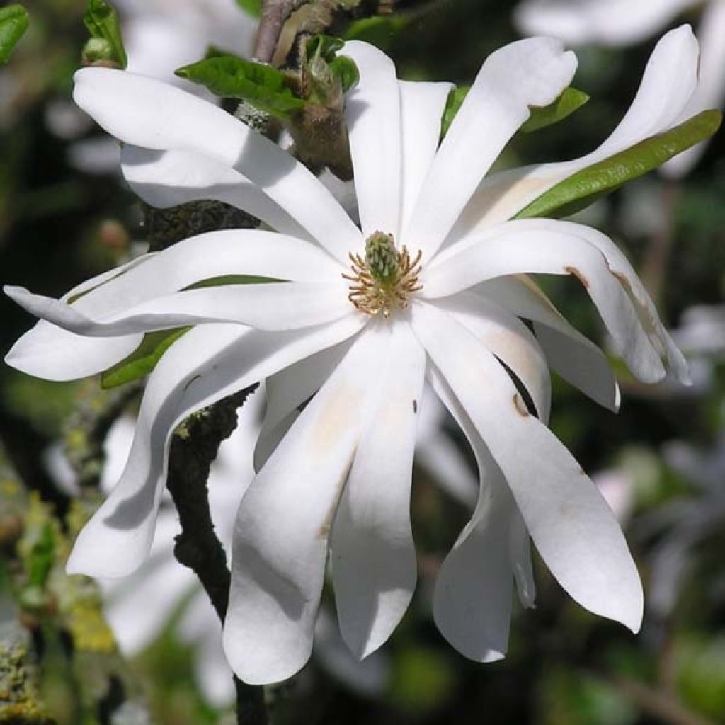 Magnolia stellata - Magnolia étoilé