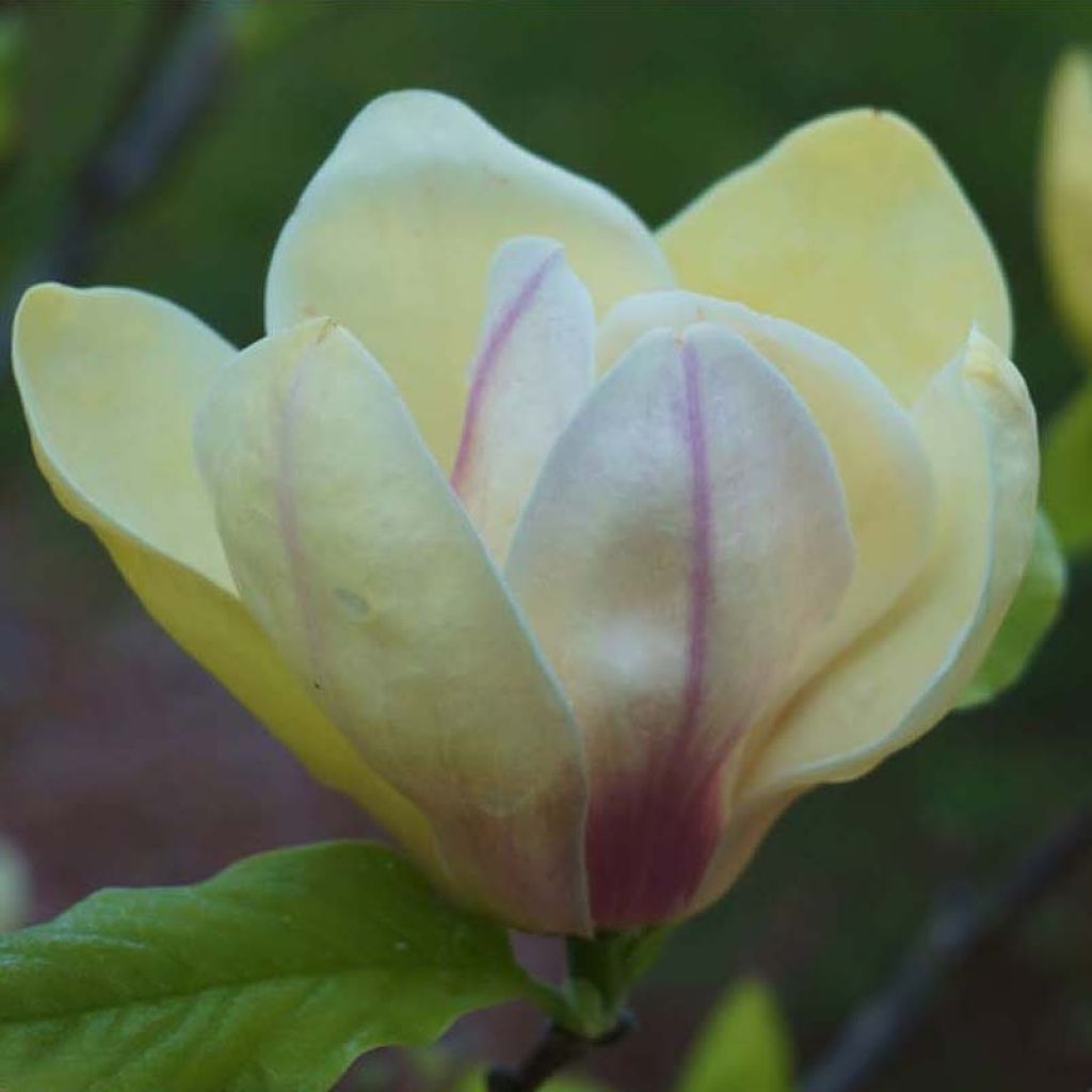 Magnolia Sunsation