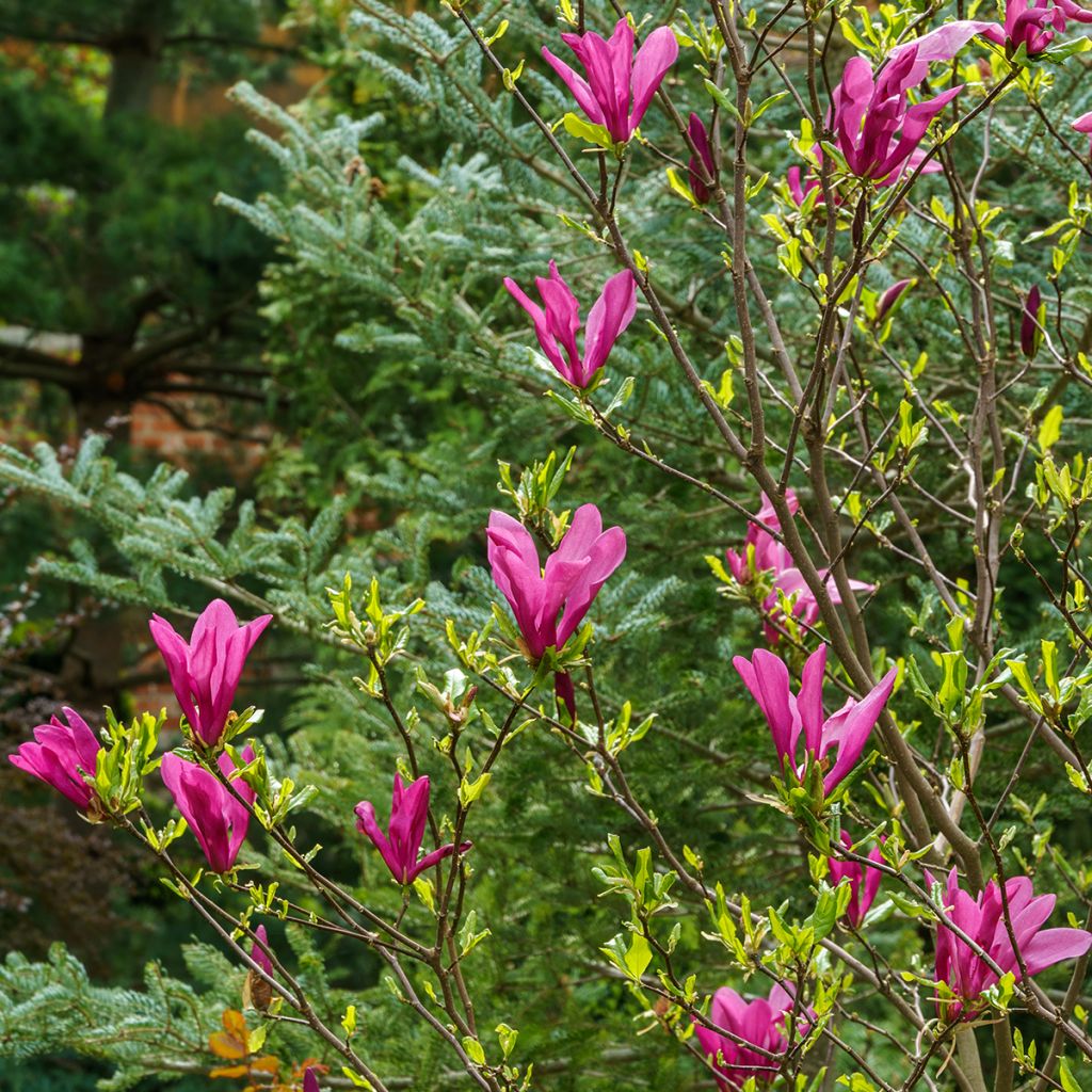 Magnolia Susan