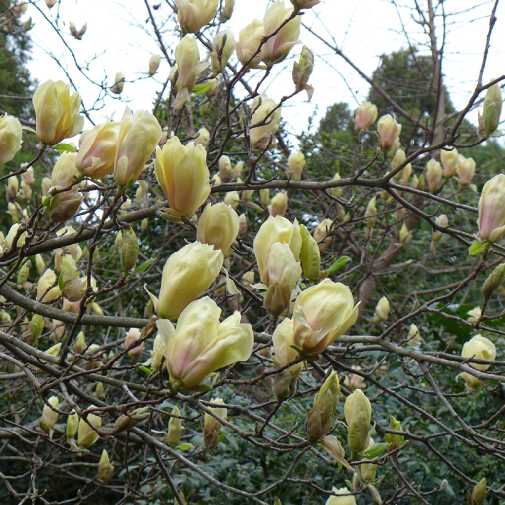 Magnolia Yellow Lantern