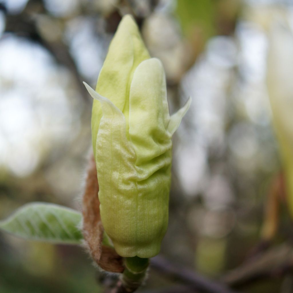 Magnolia Yellow Lantern