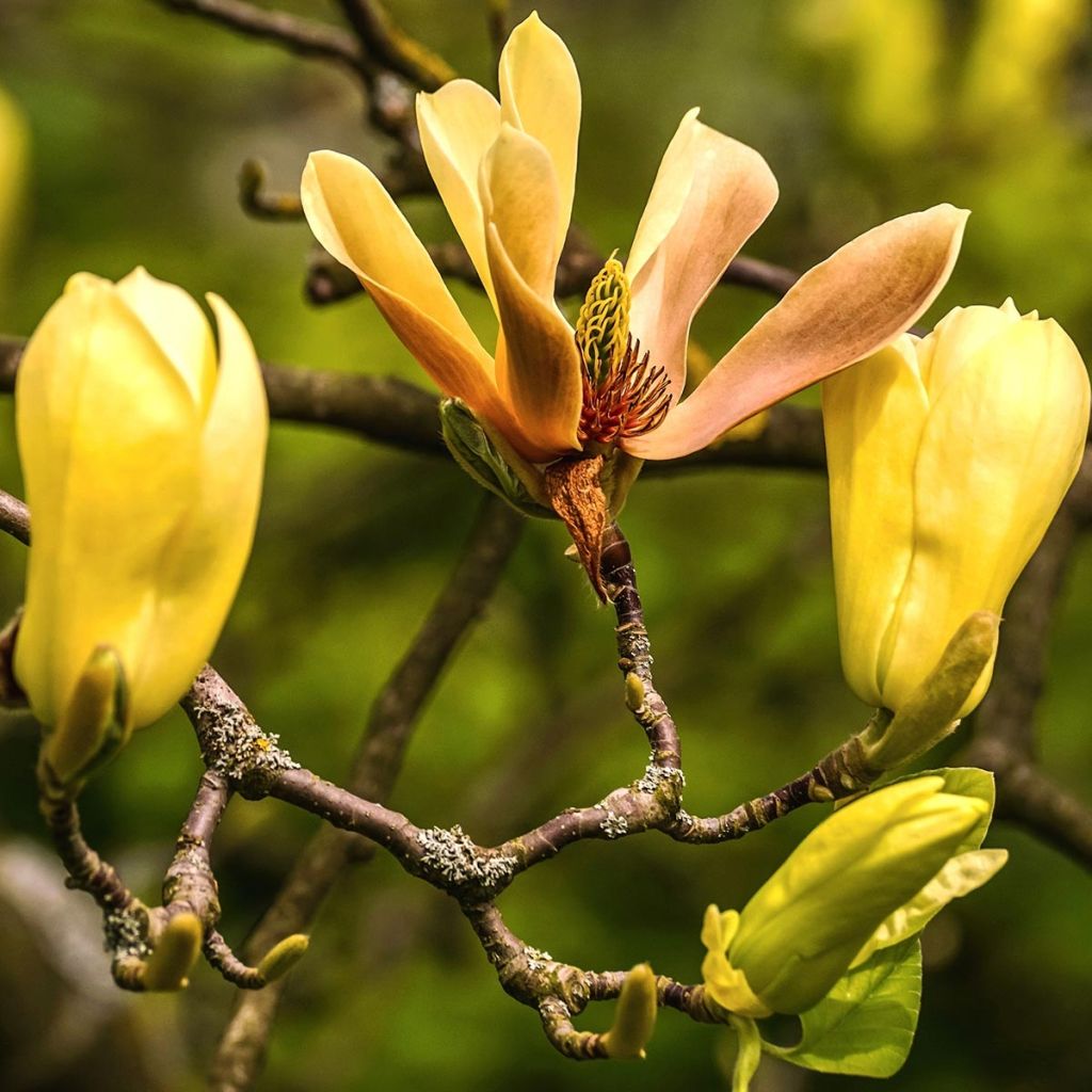 Magnolia acuminata Butterfly - Arbre à cornichons