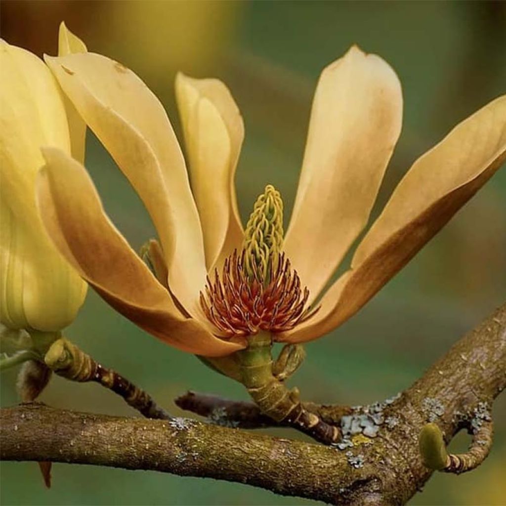 Magnolia acuminata Butterfly - Arbre à cornichons, Magnolia acuminé 