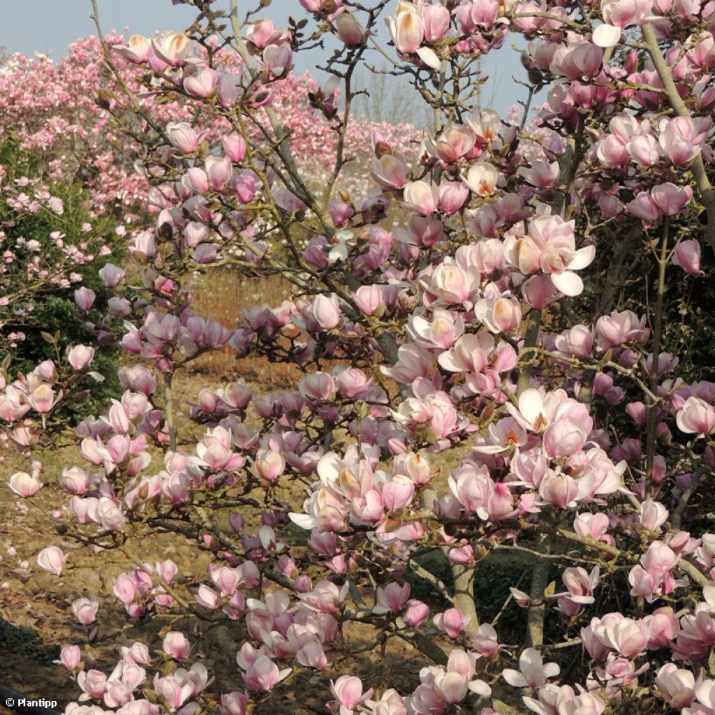 Magnolia denudata Festirose