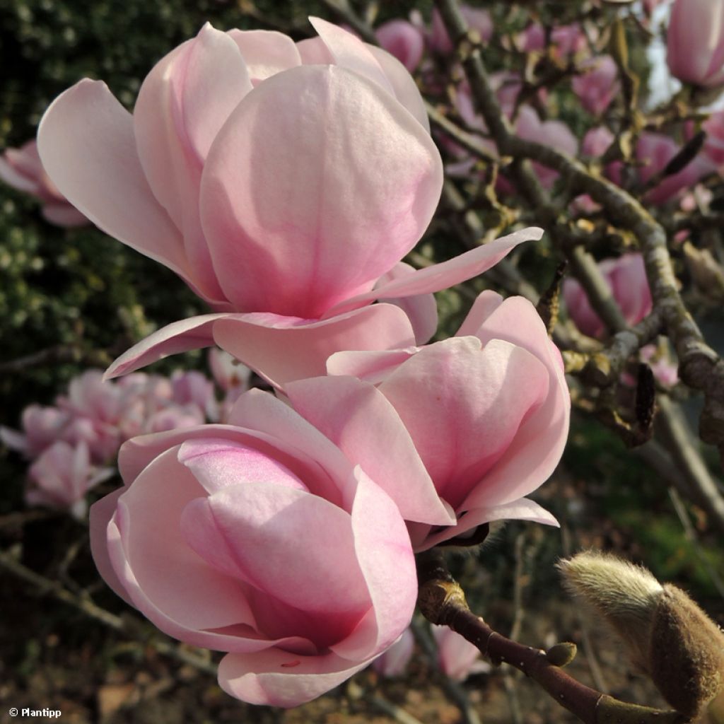 Magnolia denudata Festirose