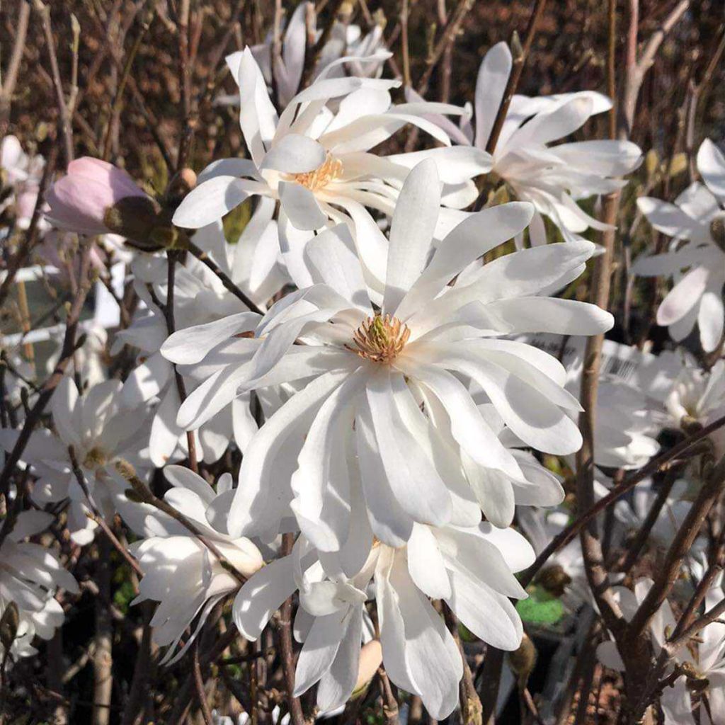 Magnolia étoilé - Magnolia stellata Waterlily