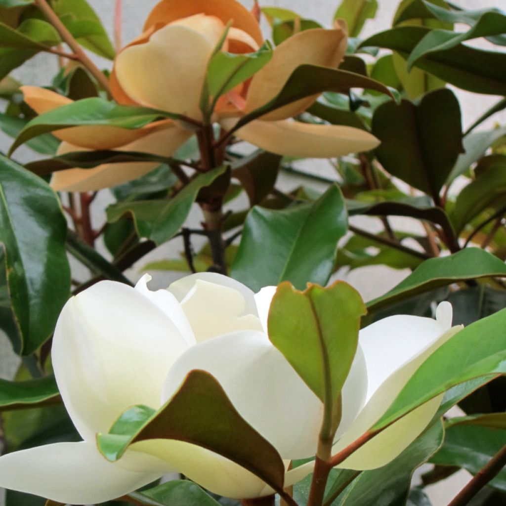 Magnolia grandiflora Bracken's Brown Beauty - Laurier-tulipier