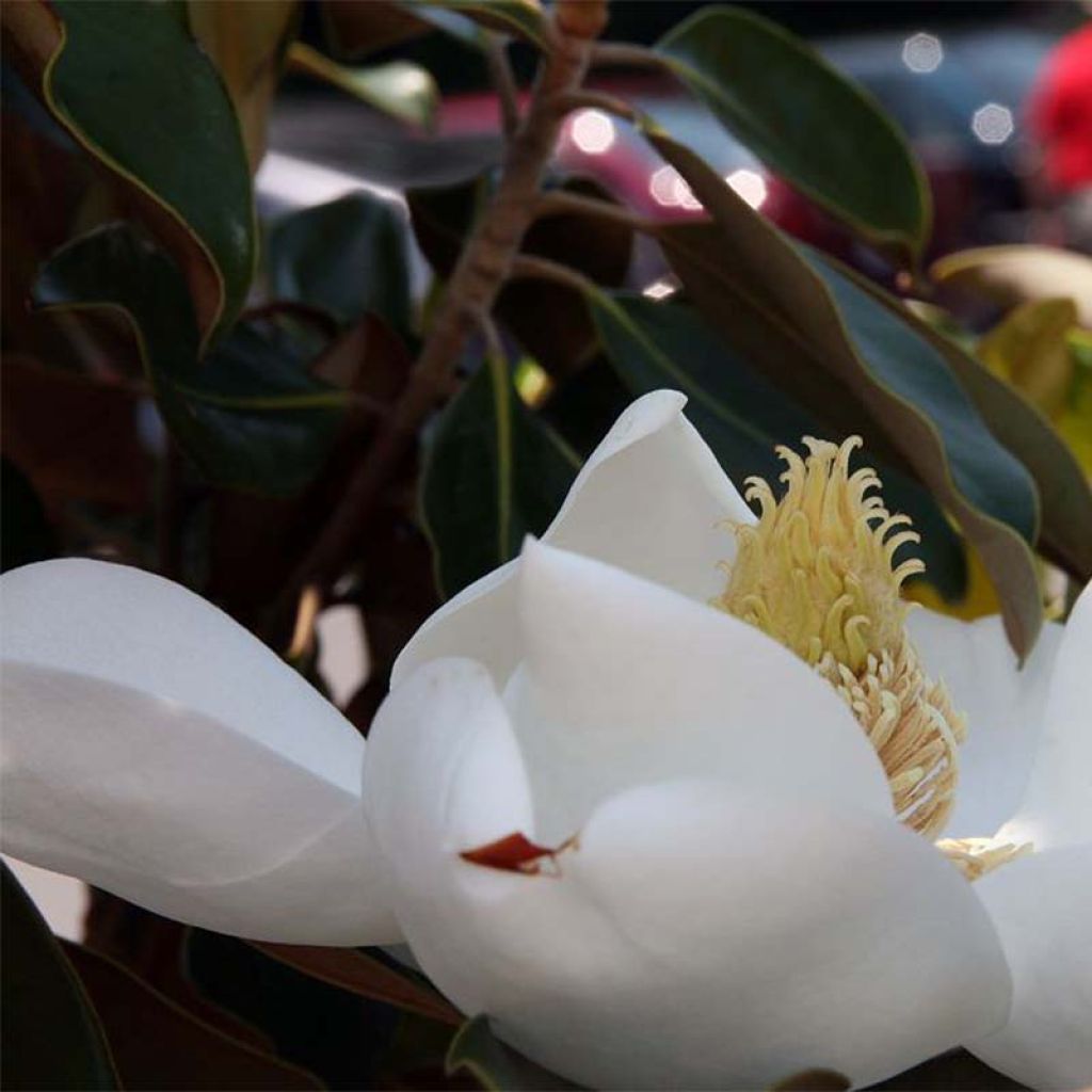 Magnolia grandiflora Little Gem - Laurier-tulipier nain.