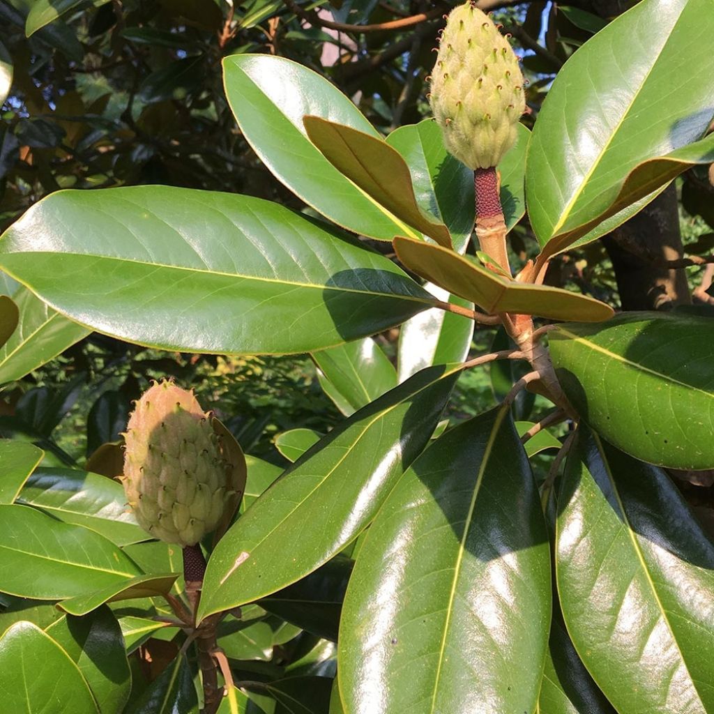 Magnolia grandiflora Purpan