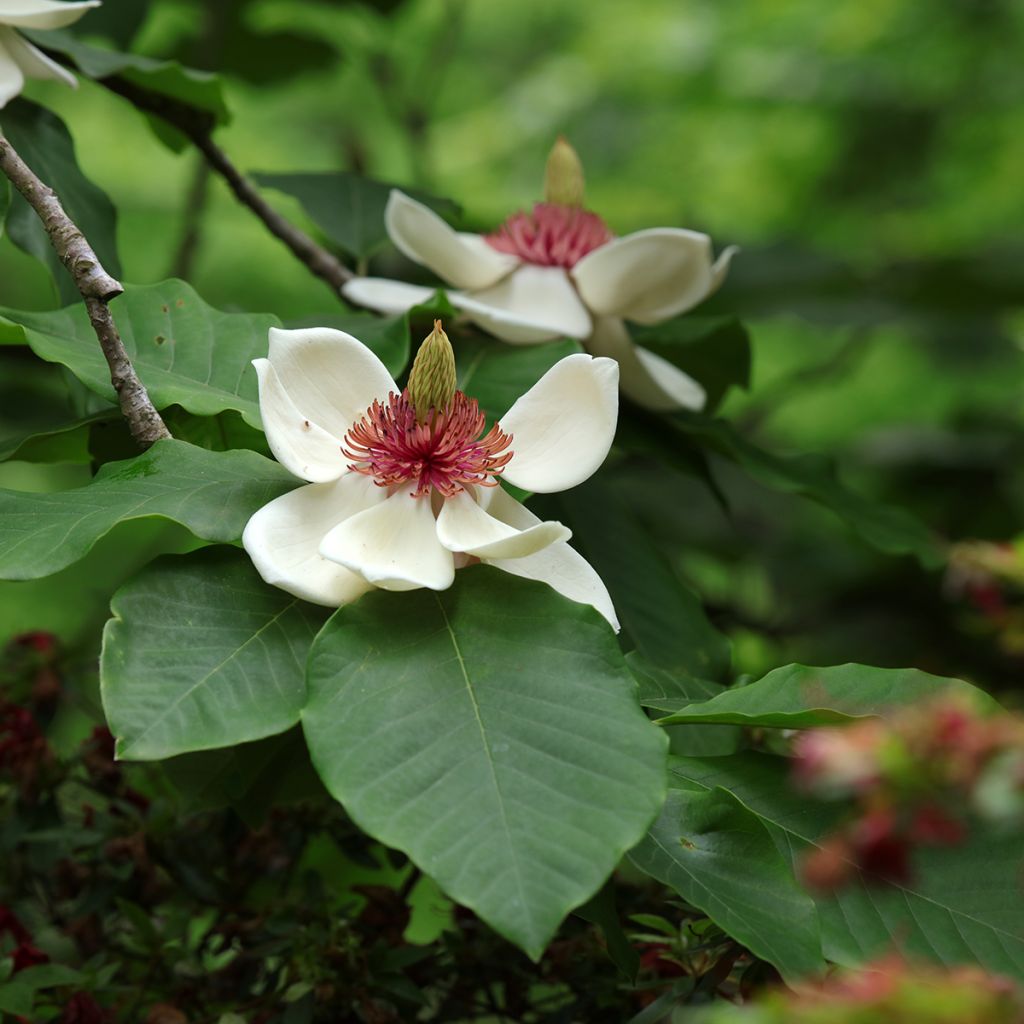 Magnolia hypoleuca (obovata) - Magnolia à grandes feuilles