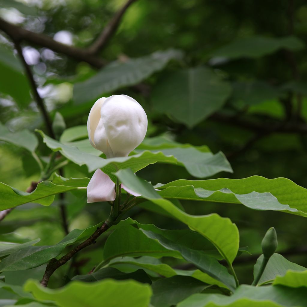 Magnolia hypoleuca (obovata) - Magnolia à grandes feuilles