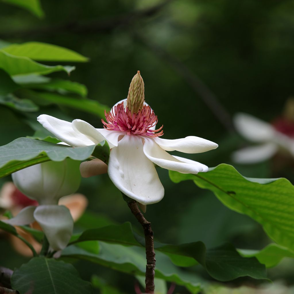 Magnolia hypoleuca (obovata) - Magnolia à grandes feuilles