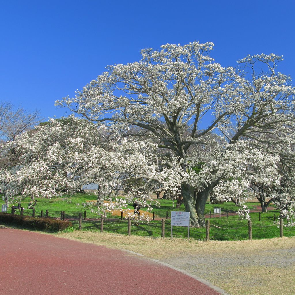 Magnolia kobus - Magnolia de Kobe