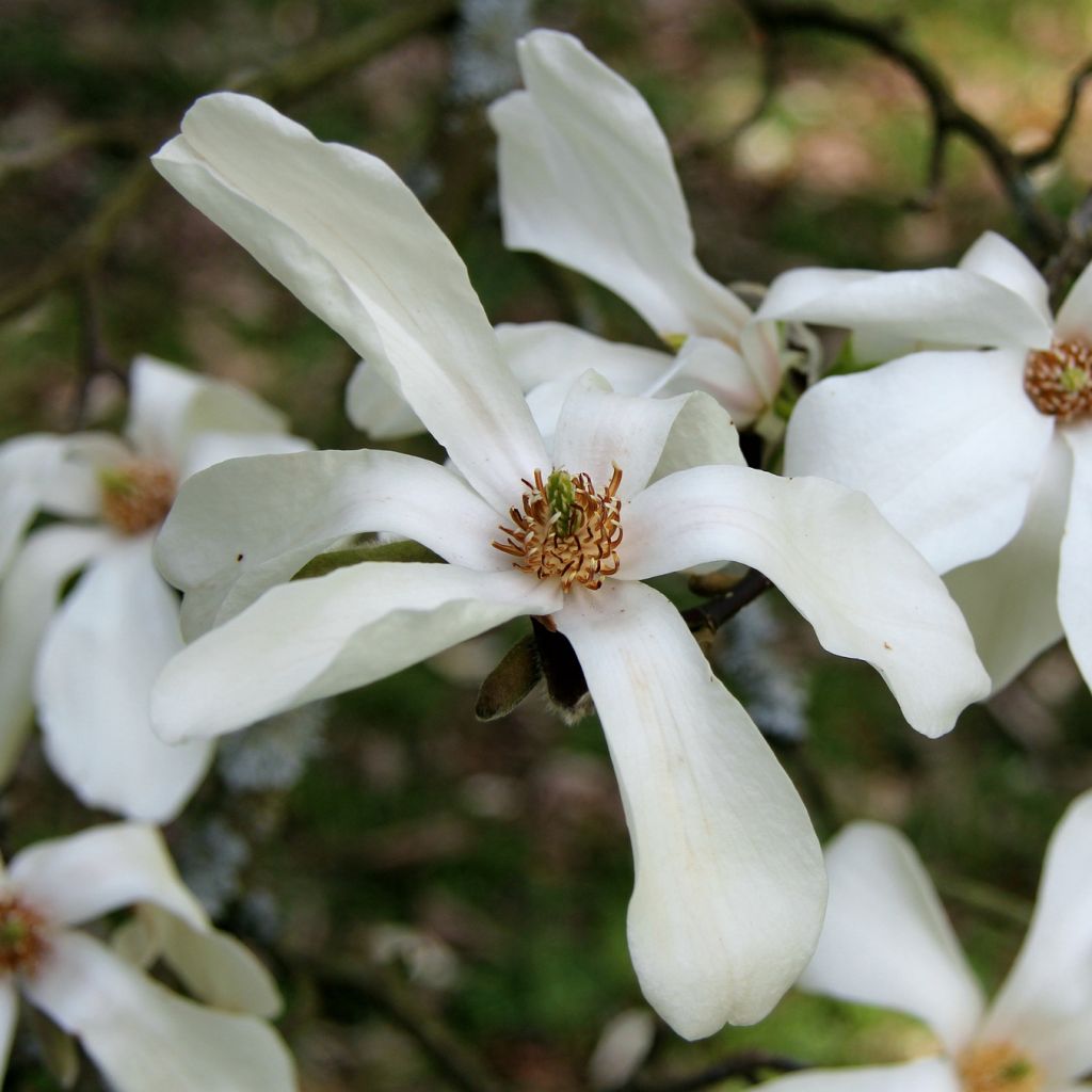 Magnolia kobus - Magnolia de Kobe