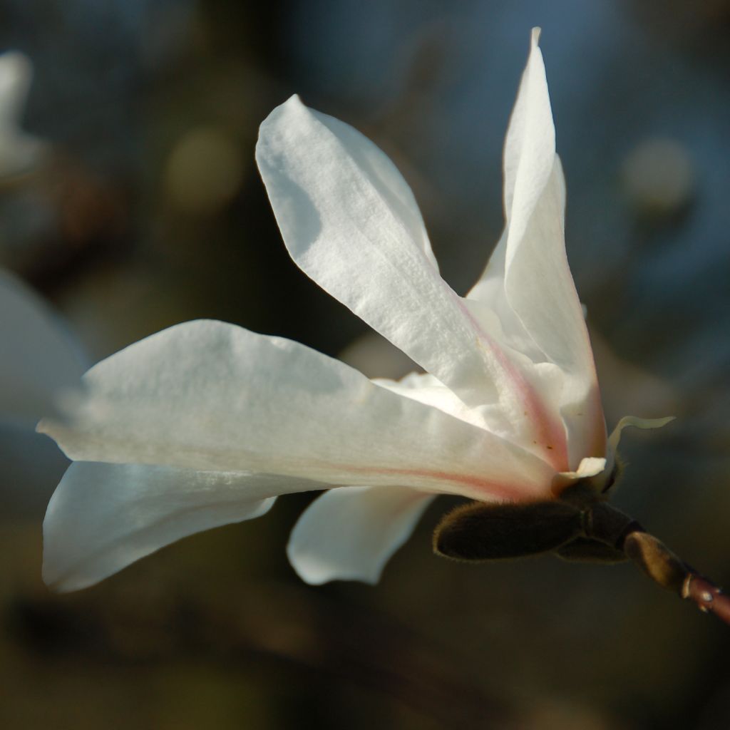 Magnolia kobus - Magnolia de Kobe