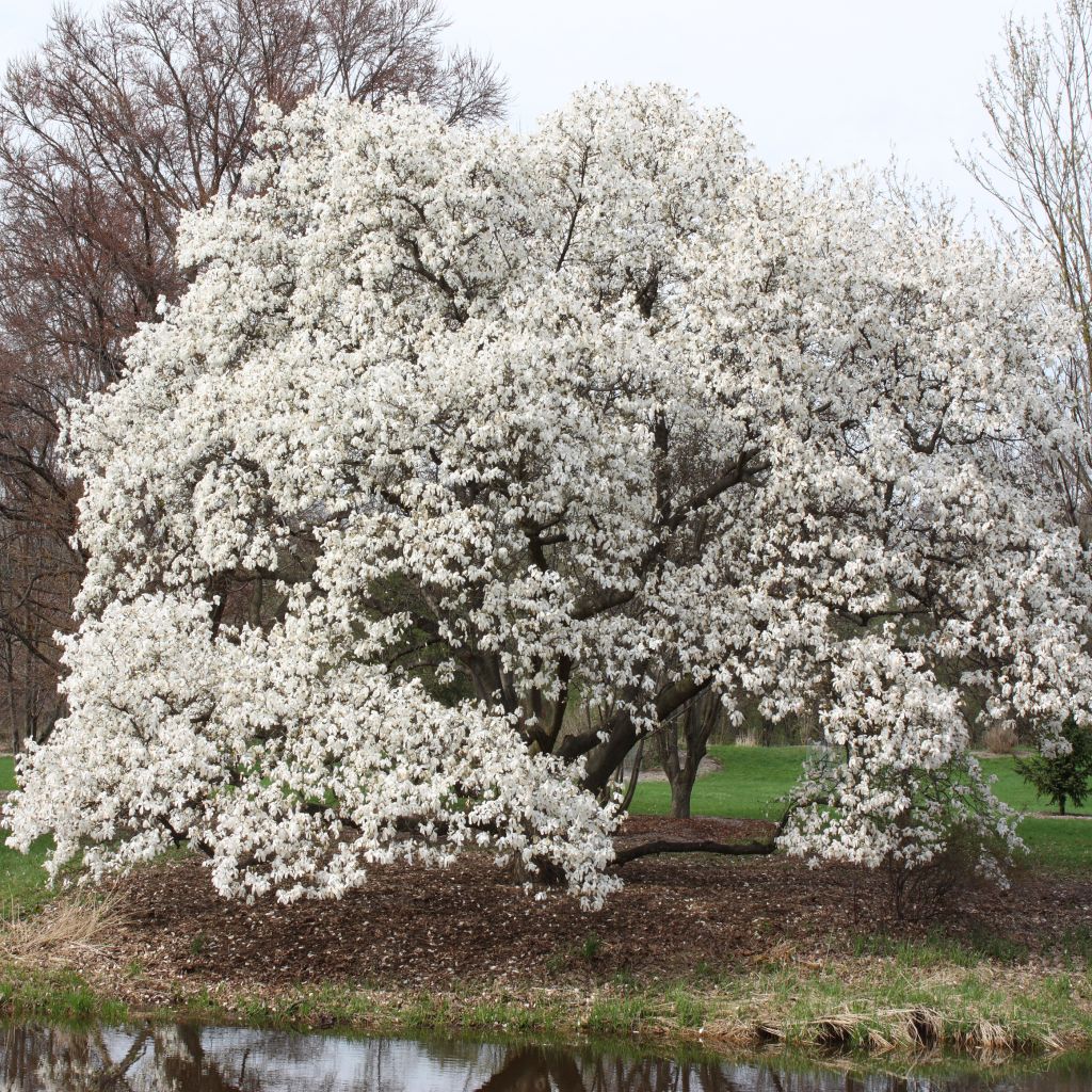 Magnolia kobus - Magnolia de Kobe