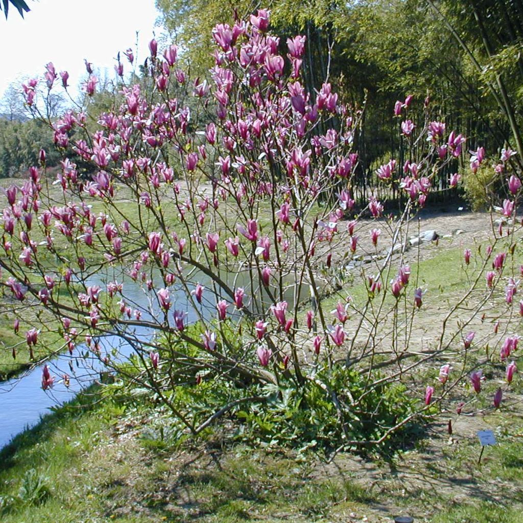 Magnolia liliflora Nigra 