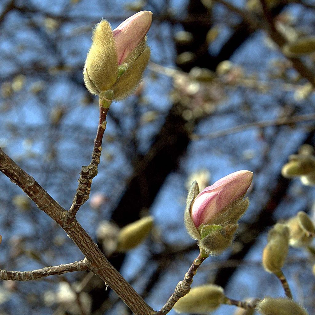 Magnolia loebneri Merrill