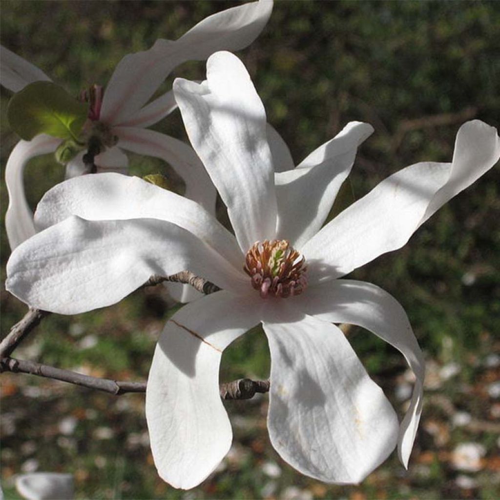 Magnolia loebneri Merrill