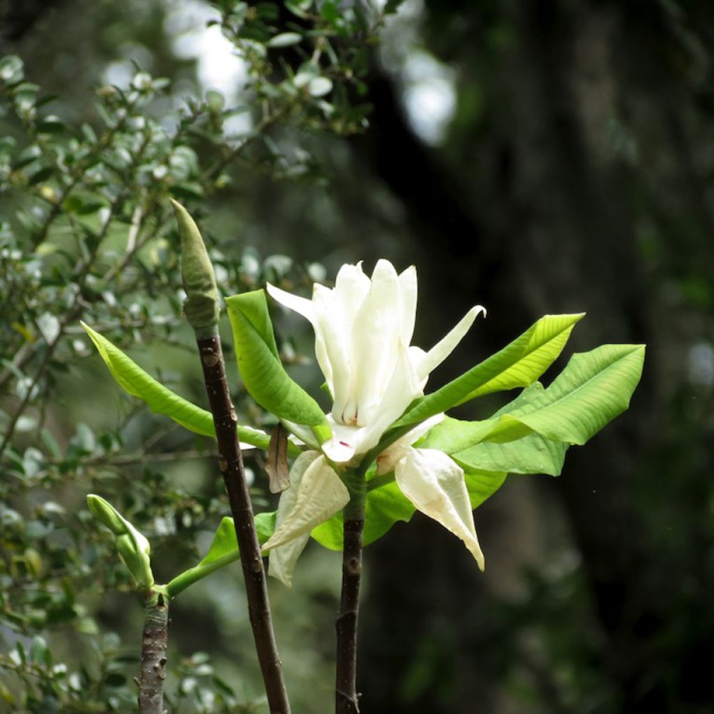 Magnolia macrophylla subsp ashei - Magnolia à grandes feuilles