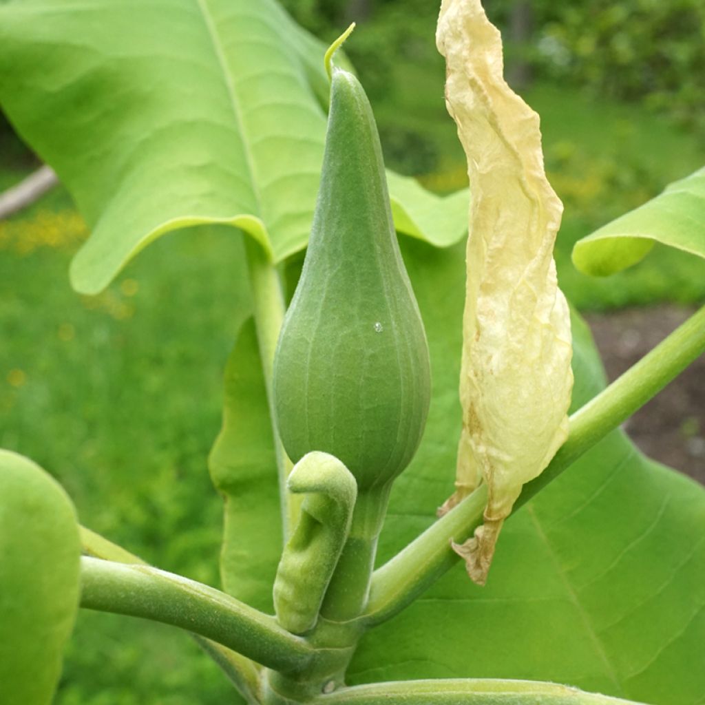 Magnolia macrophylla subsp ashei - Magnolia à grandes feuilles
