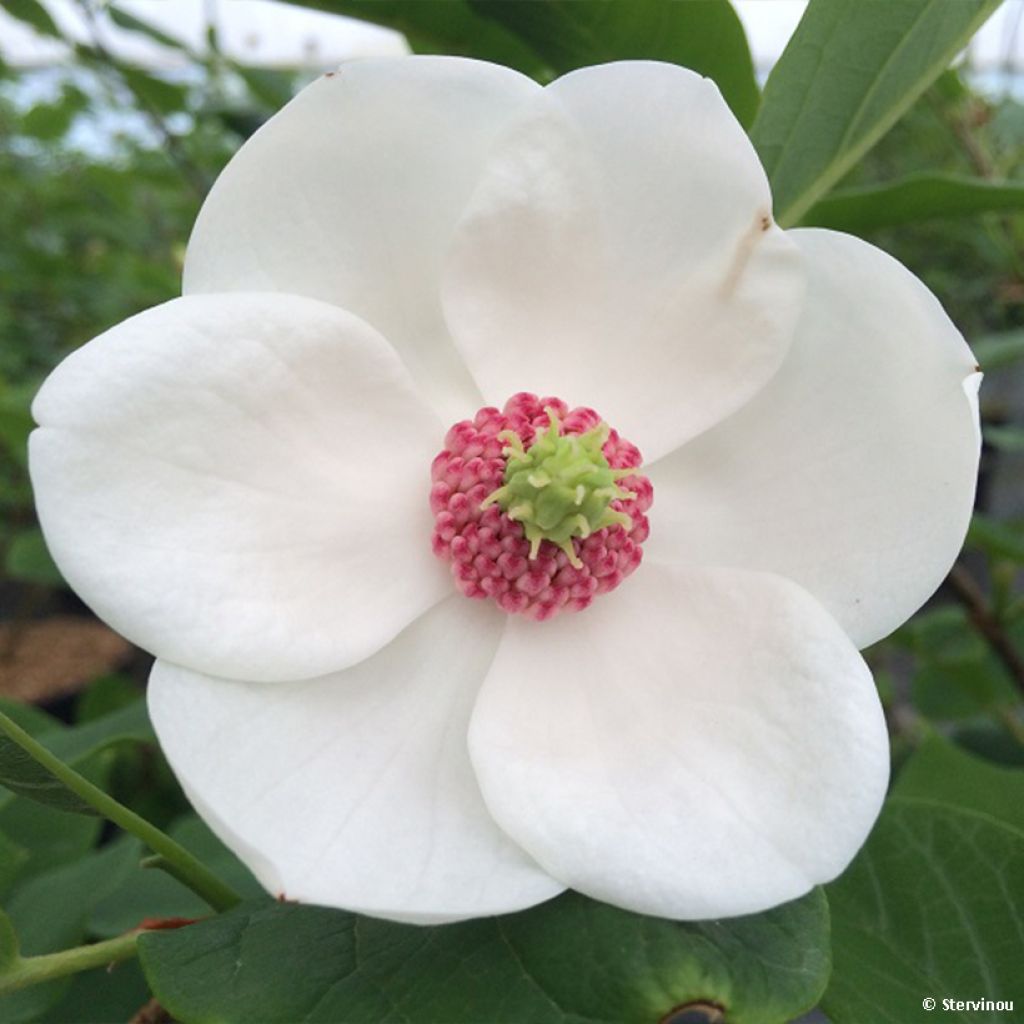 Magnolia sieboldii Colossus - Magnolia de Siebold greffé