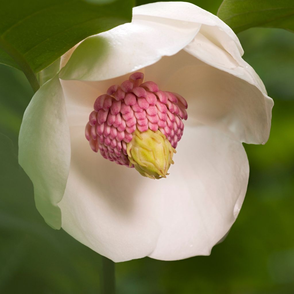 Magnolia sieboldii Colossus - Magnolia de Siebold greffé