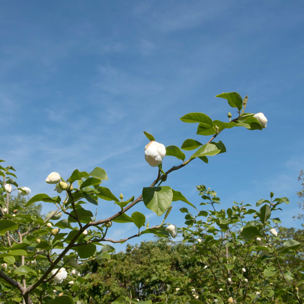 Magnolia sieboldii Colossus - Magnolia de Siebold greffé