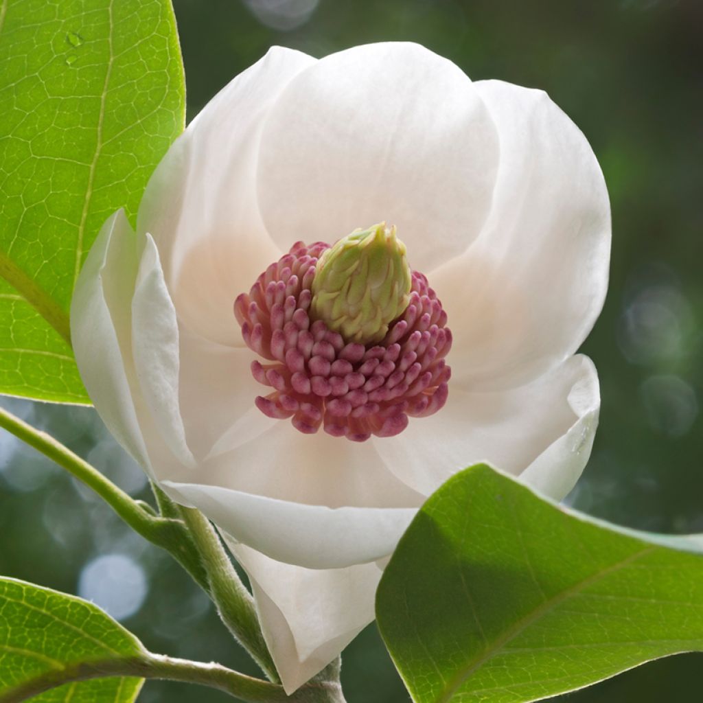 Magnolia sieboldii Colossus - Magnolia de Siebold greffé