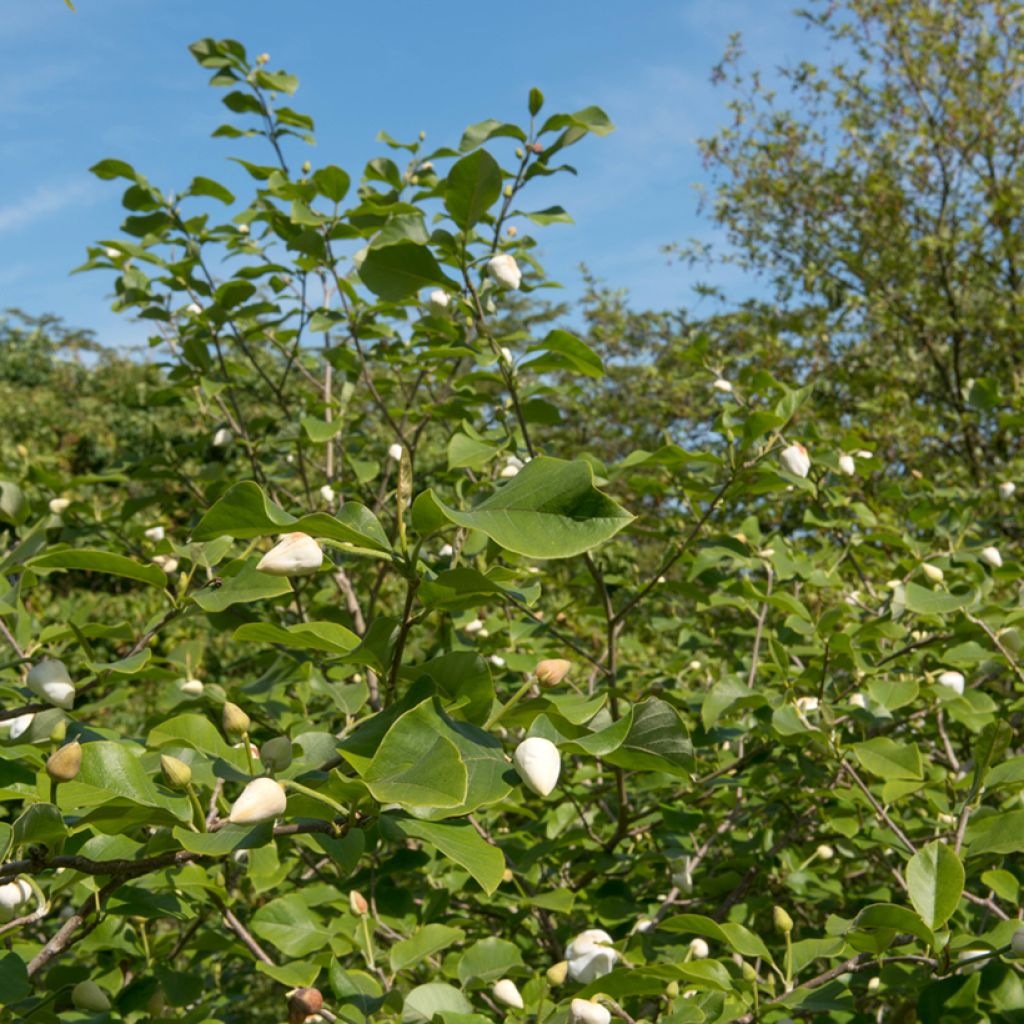 Magnolia sieboldii Colossus - Magnolia de Siebold greffé