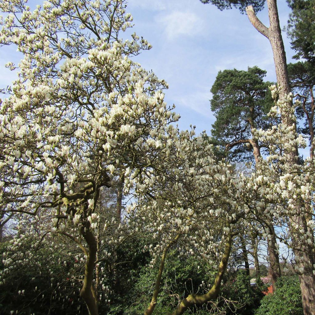 Magnolia soulangeana Alba Superba