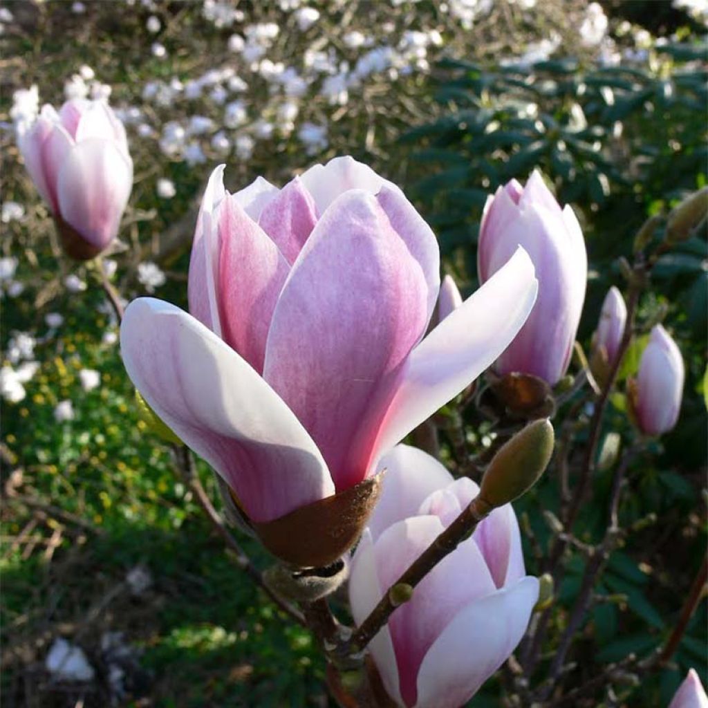 Magnolia soulangeana Satisfaction