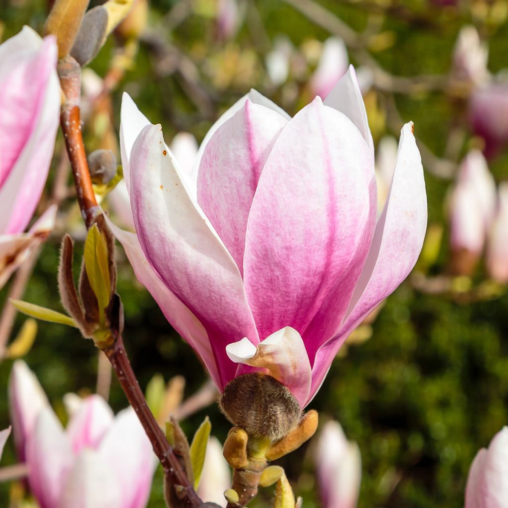 Magnolia soulangeana  - Magnolia de Soulange