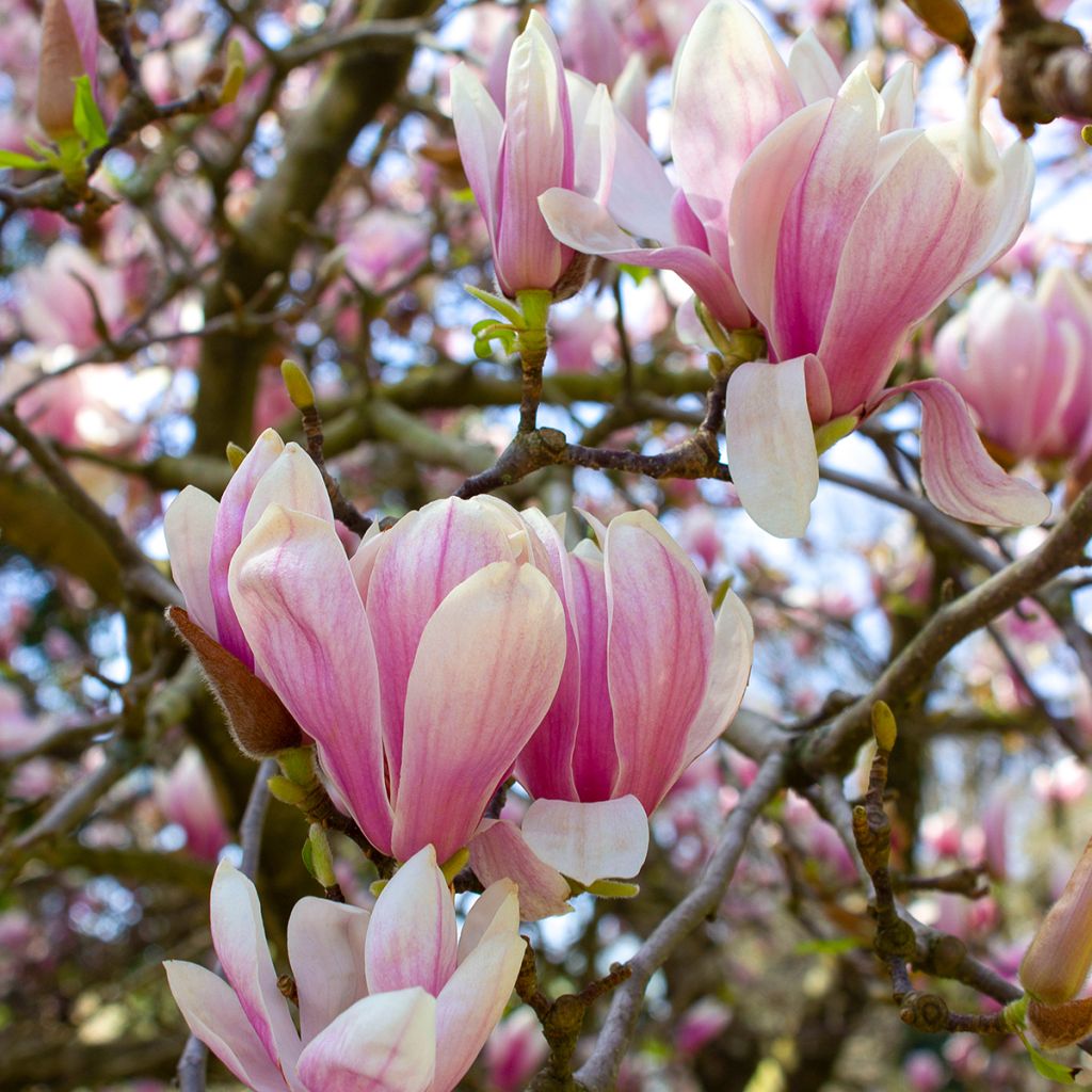 Magnolia soulangeana  - Magnolia de Soulange