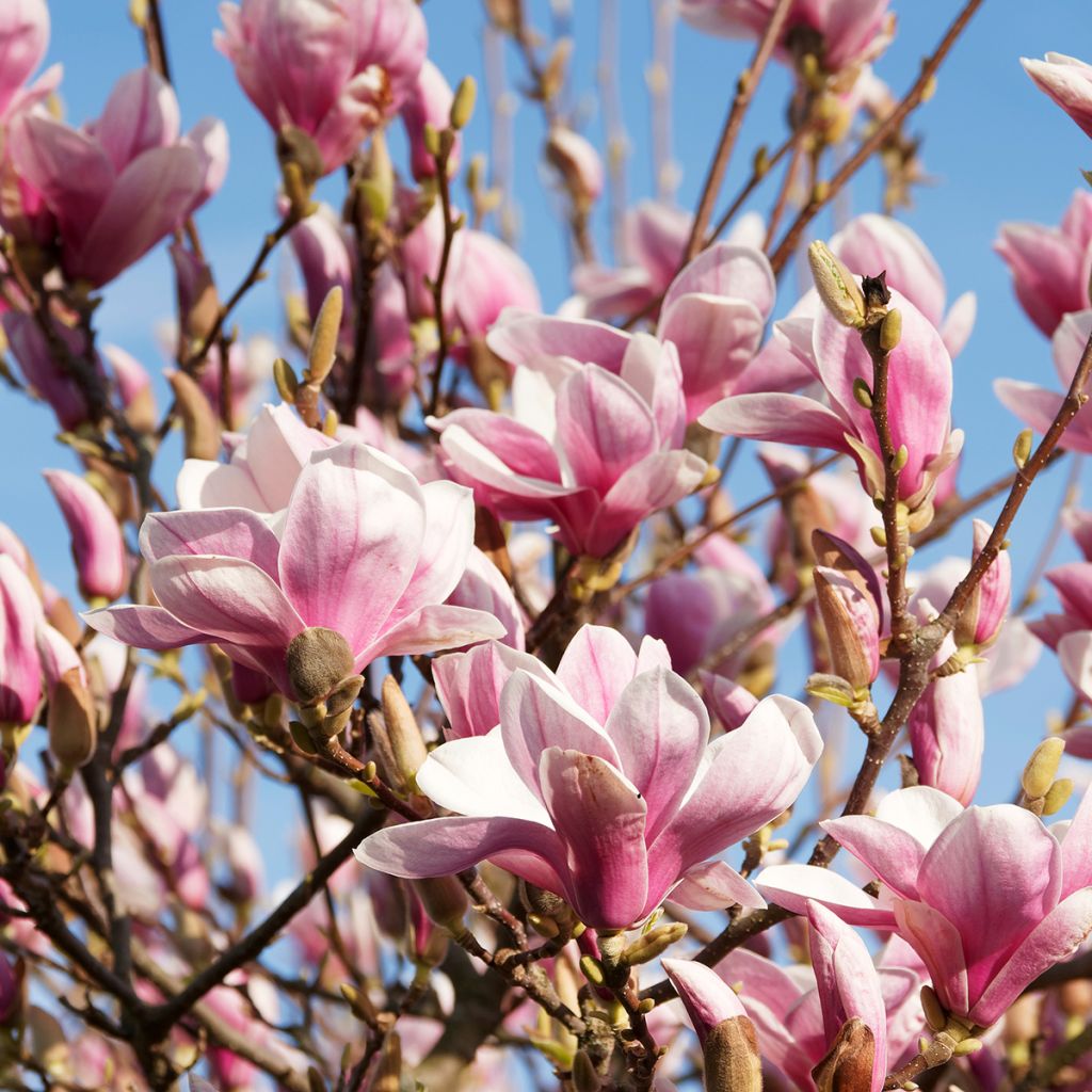 Magnolia soulangeana  - Magnolia de Soulange