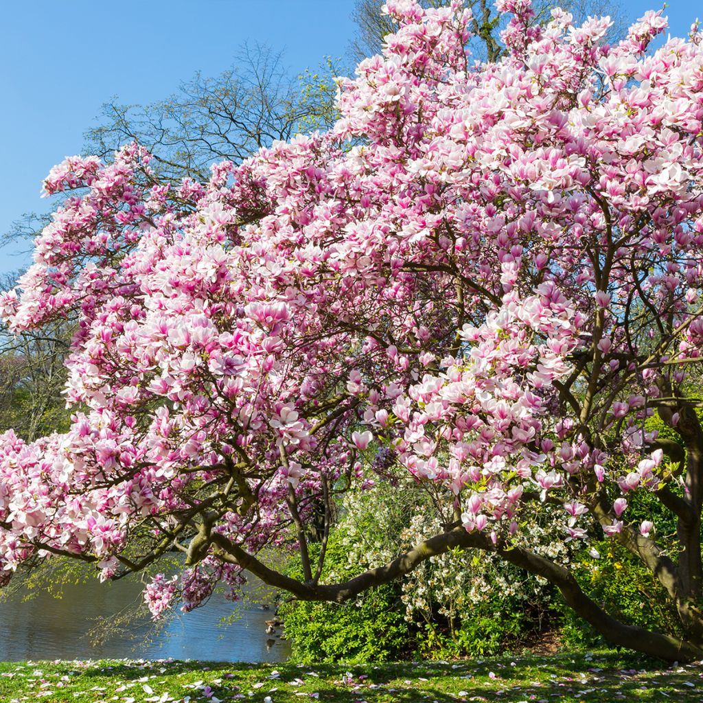 Magnolia soulangeana  - Magnolia de Soulange