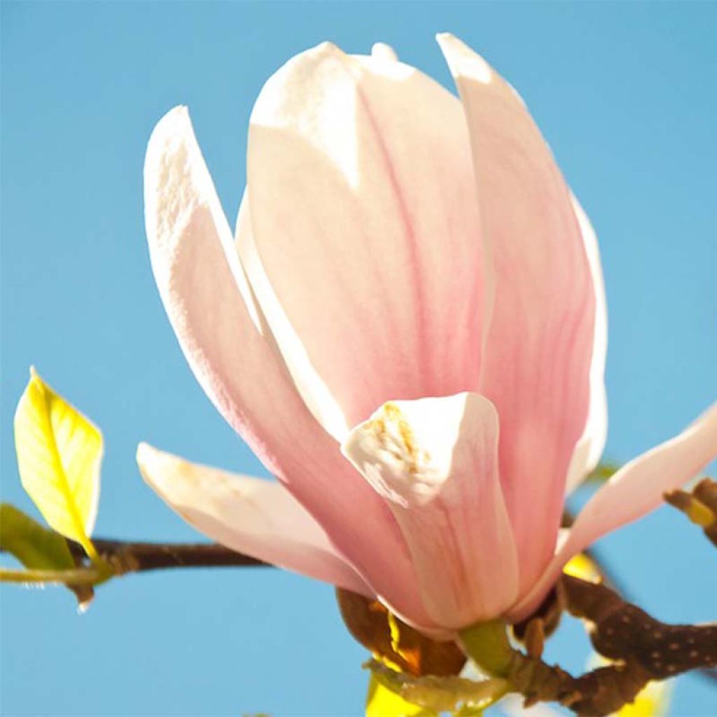Magnolia sprengeri Pink Beauty