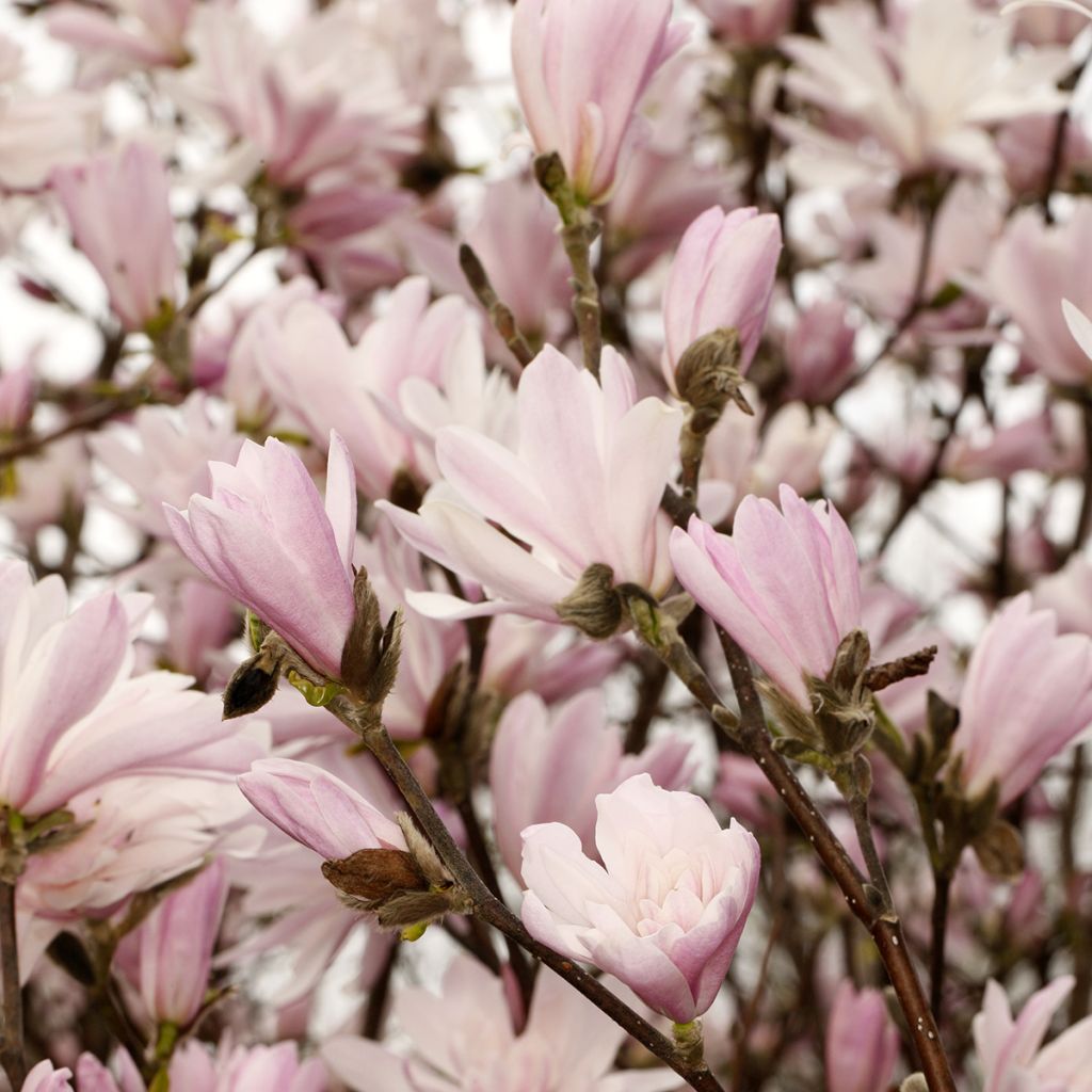 Magnolia stellata Chrysanthemumiflora - Magnolia étoilé