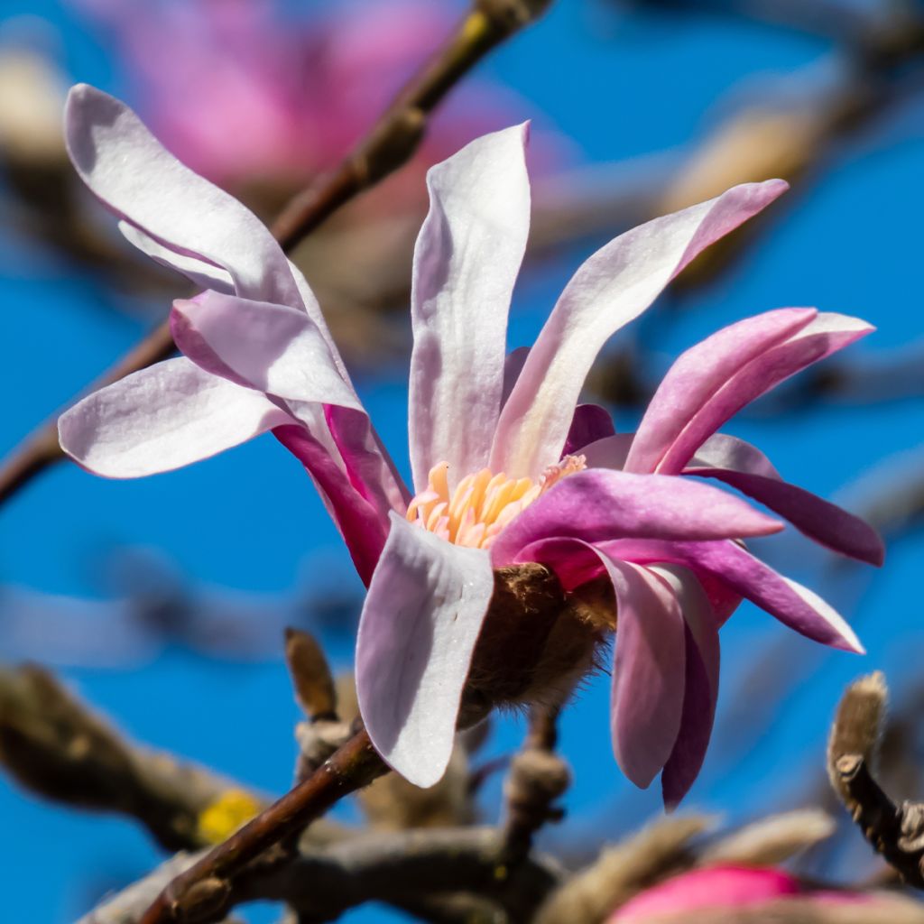 Magnolia stellata Rosea - Magnolia étoilé