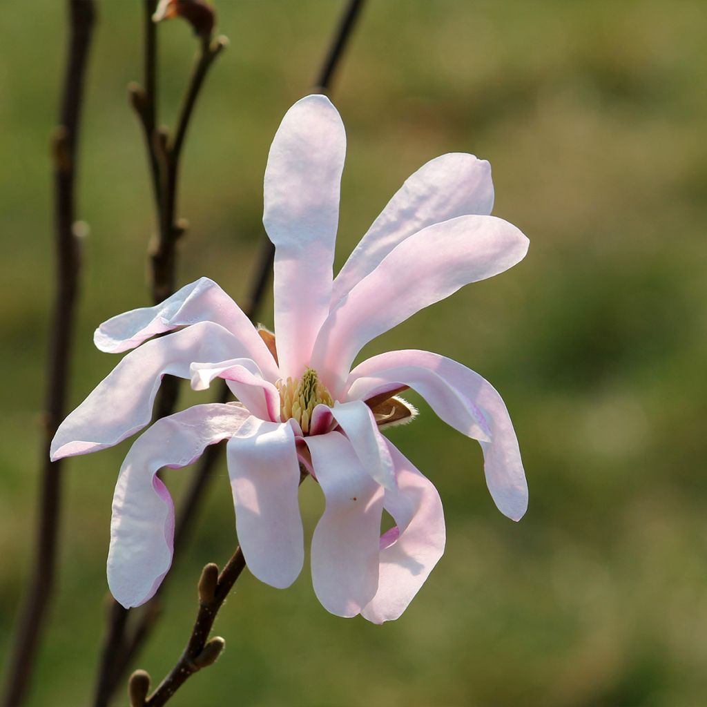 Magnolia stellata Rosea - Magnolia étoilé