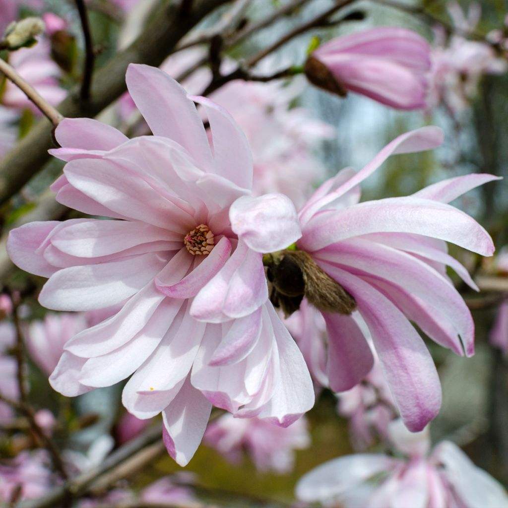 Magnolia stellata Rosea - Magnolia étoilé