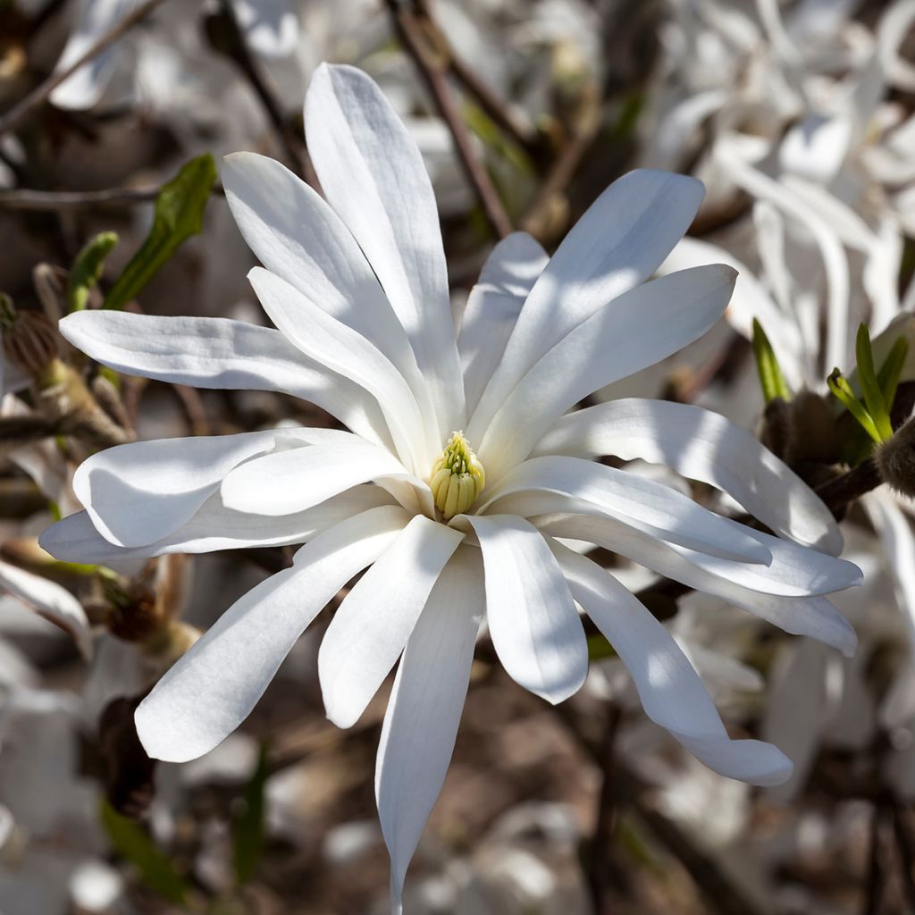 Magnolia stellata - Magnolia étoilé