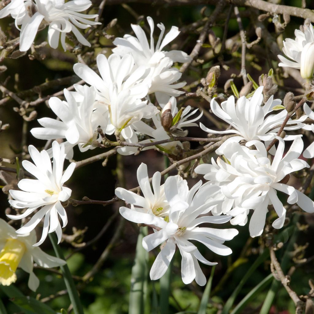 Magnolia stellata - Magnolia étoilé