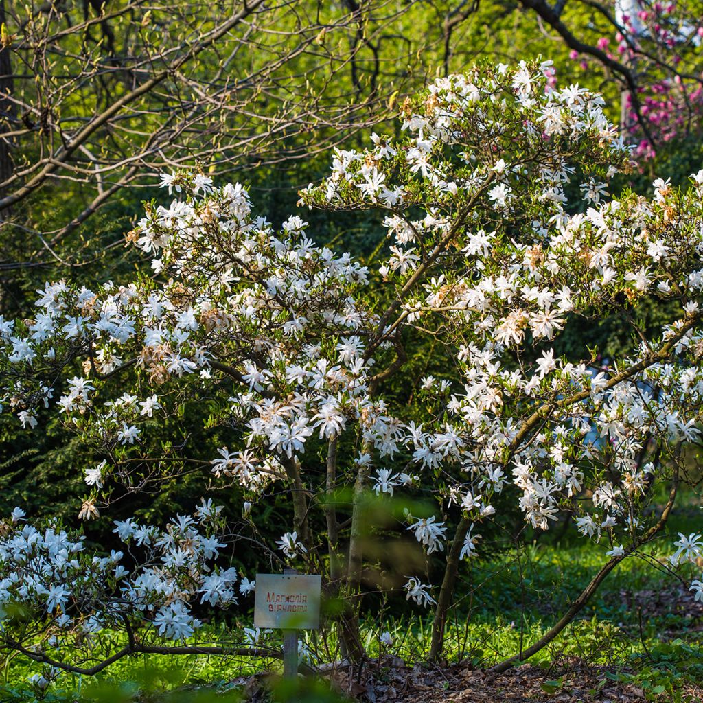 Magnolia stellata - Magnolia étoilé