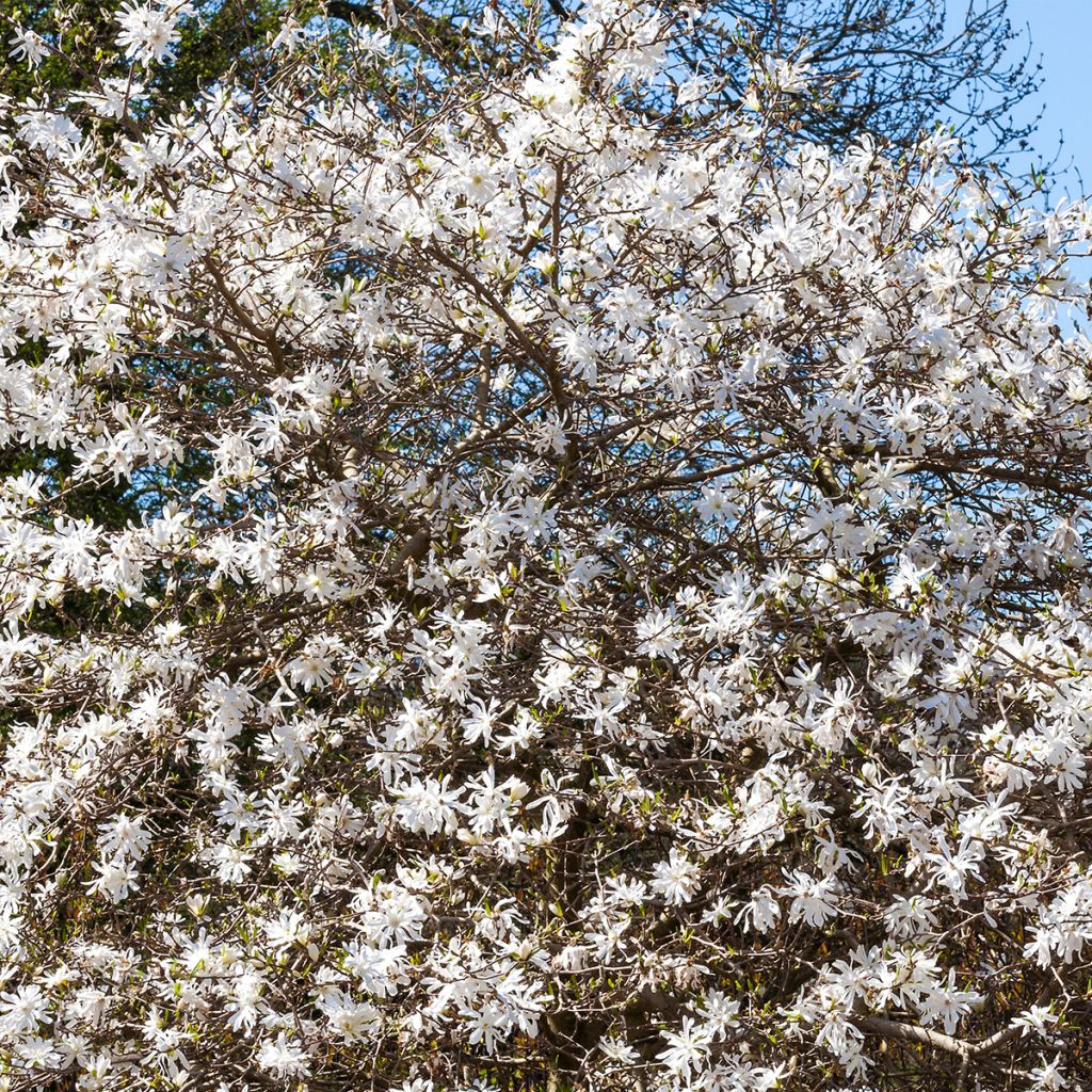 Magnolia stellata - Magnolia étoilé